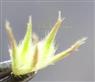  Calyx